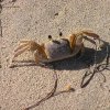 Strandkrabbe (crabe)