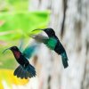 Kolibris (colibris)